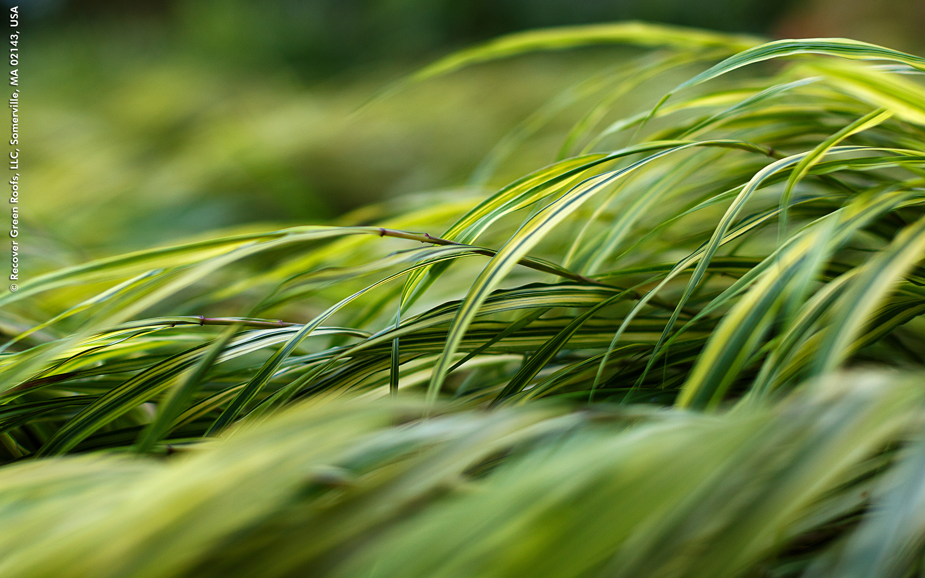 Ornamental grasses